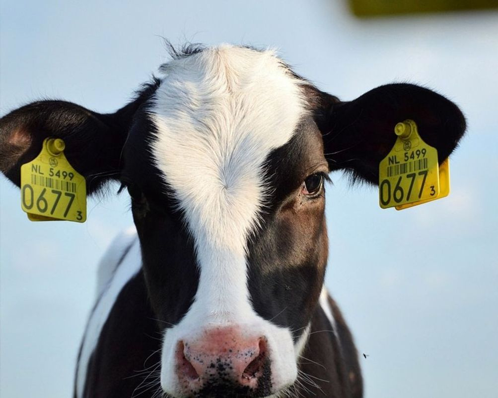 Compare performance metrics across your herd