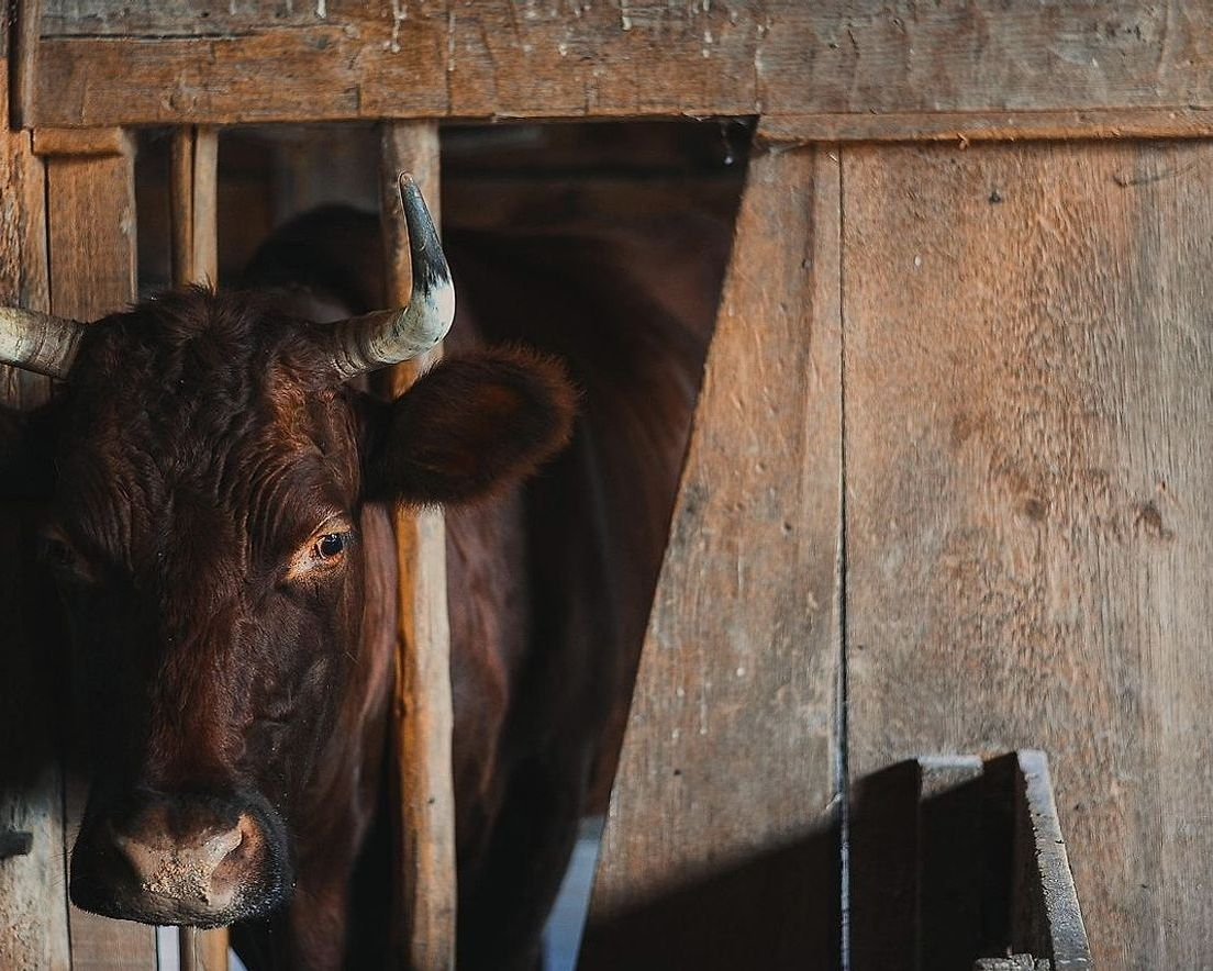 Sustainable bull farming practices