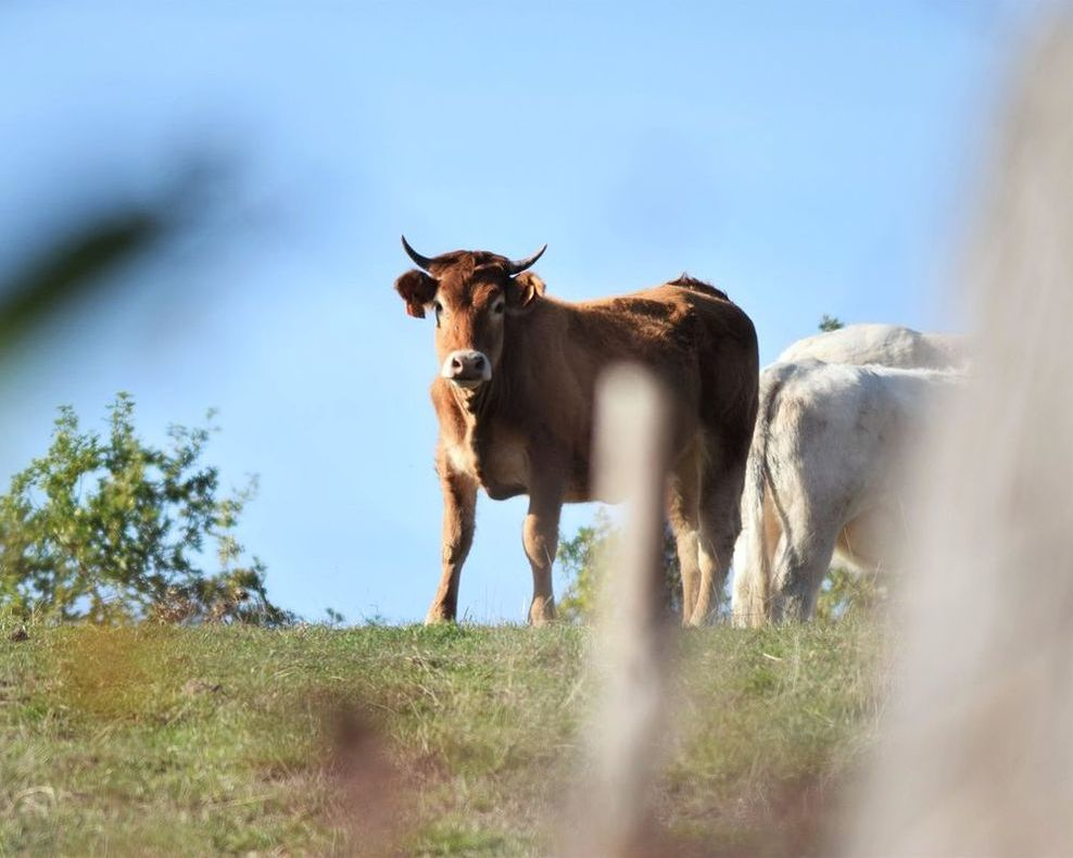 Track grazing schedules