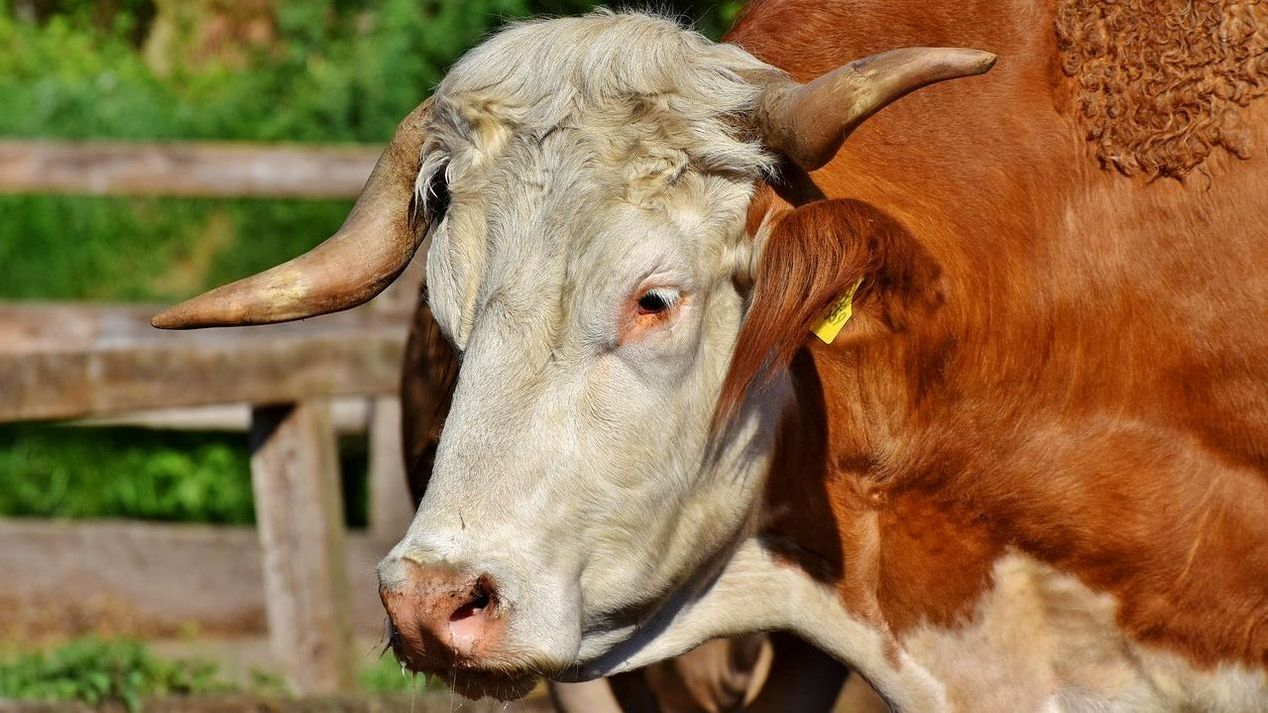 Sweetessencepro bulls and farm overview
