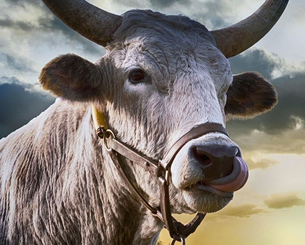 Manage breeding cycles and records