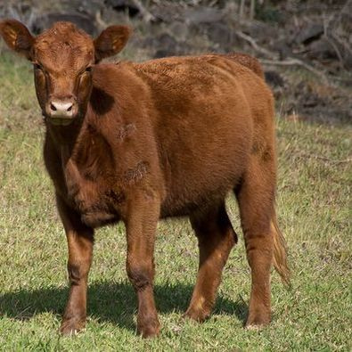 Purebred bull portrait
