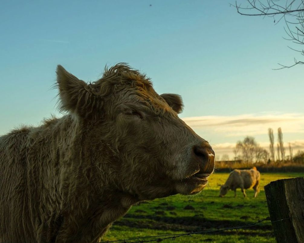 Monitor bull health and weight