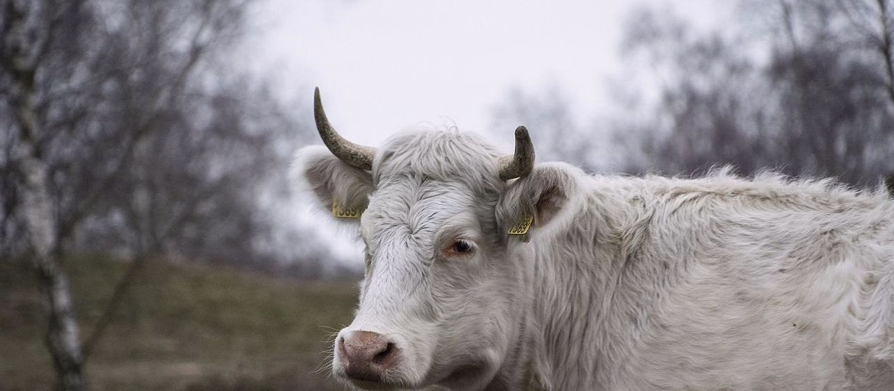 Your complete bull farm management system in Sweetessencepro